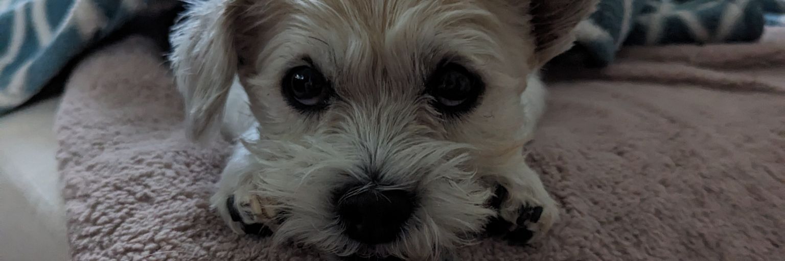 lolnursejoy's profile banner image
