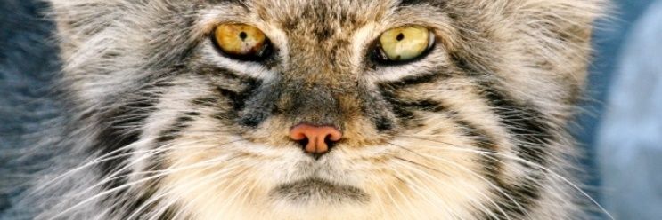 MalmiZbigniew's profile banner image