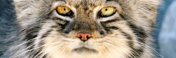 MalmiZbigniew Profile Banner