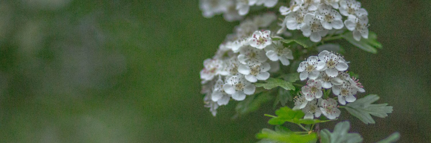 RosemarysOffice's profile banner image