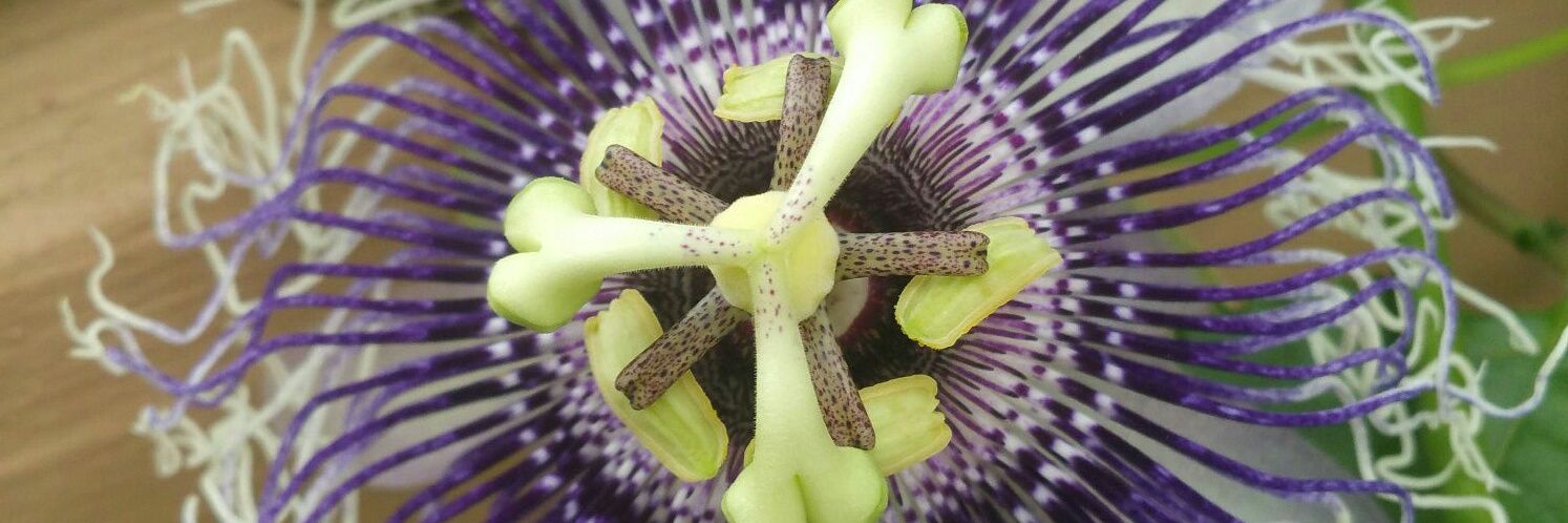 Cristy Charters banner