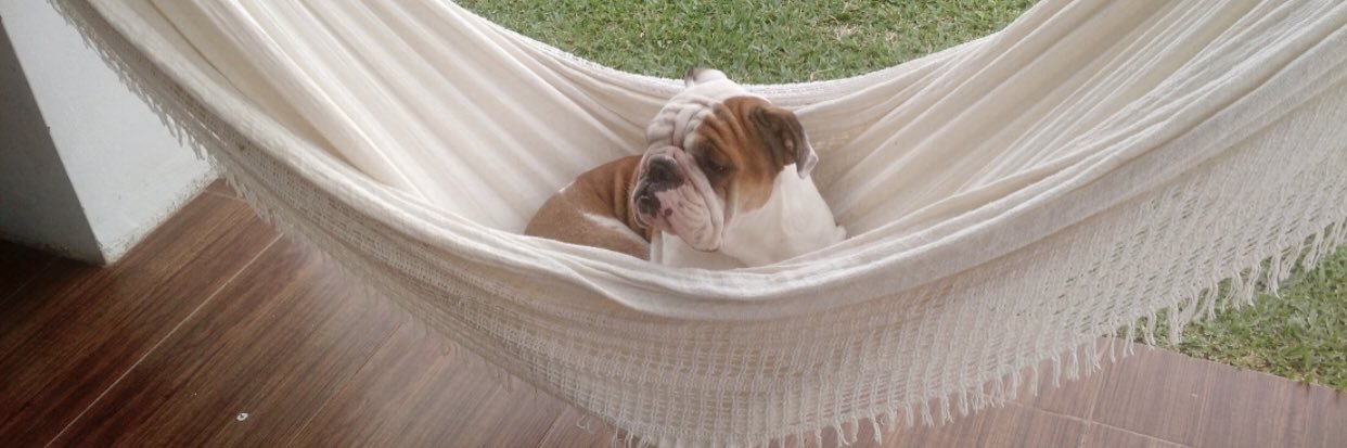 dogimenez's profile banner image