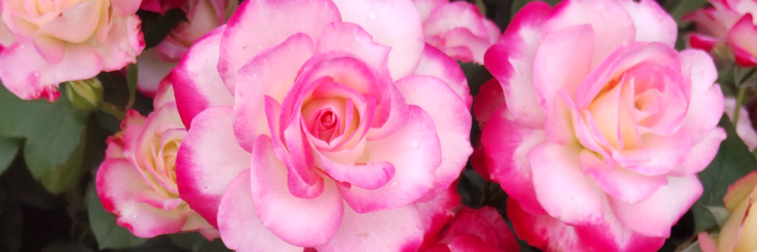 ちはな🔔🌹 banner