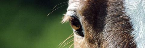 AndreaMoraga3's profile banner image