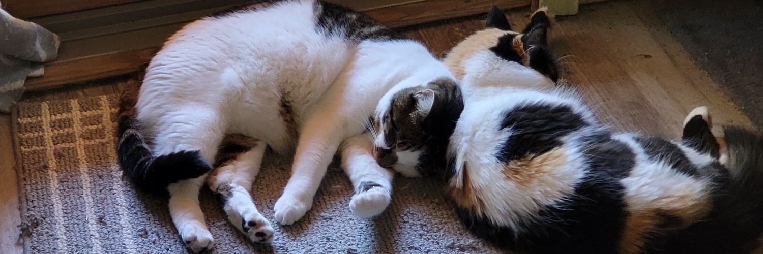 Pooh Say Cat 💕 banner