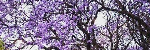 luis_fbustos's profile banner image