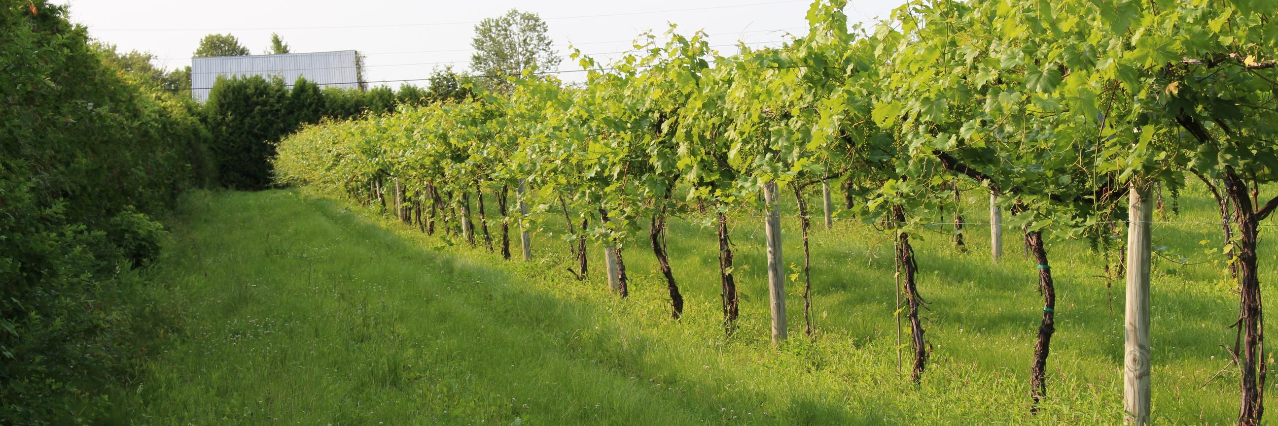 Winestomp's profile banner image