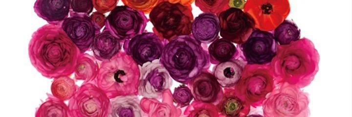 katienella's profile banner image