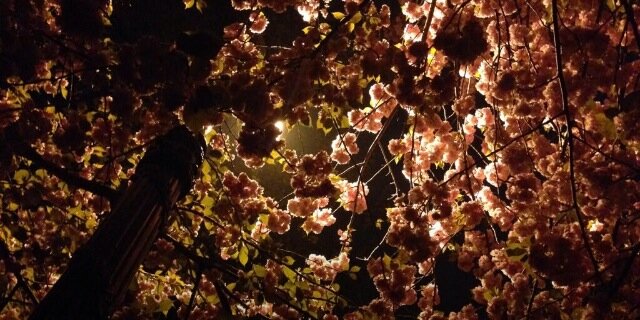 aj_cermak's profile banner image