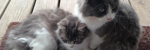 dannmatlock Profile Banner