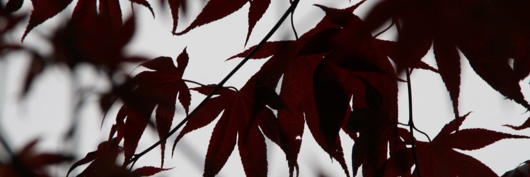 corinalaheij's profile banner image