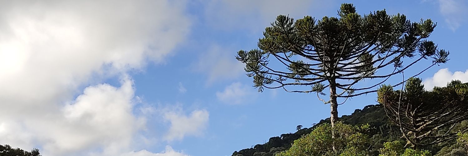 joaonatel's profile banner image