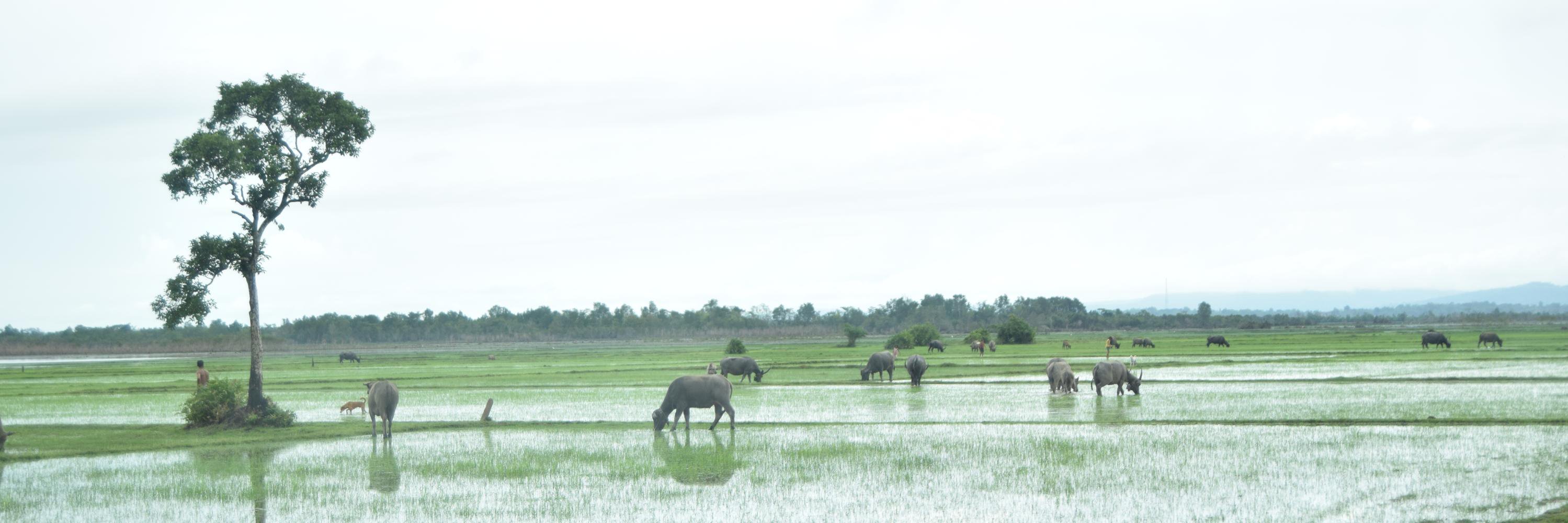ChheangRithy's profile banner image