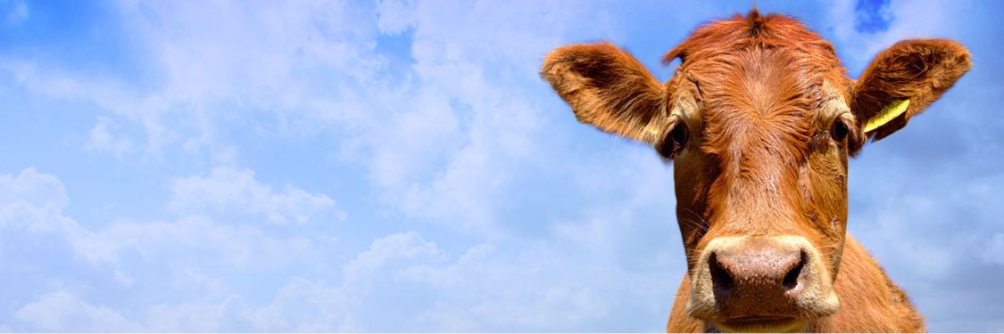 AislingGiles's profile banner image