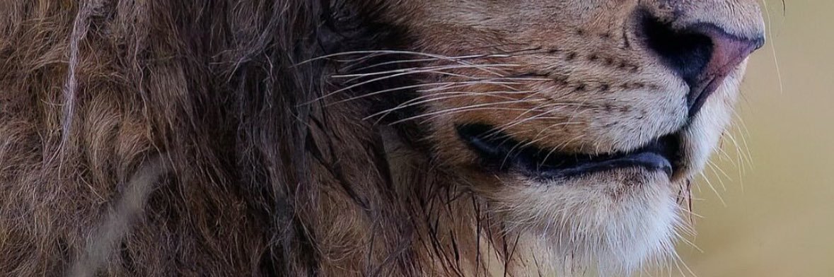 Vito “The Allocator” Corleone banner