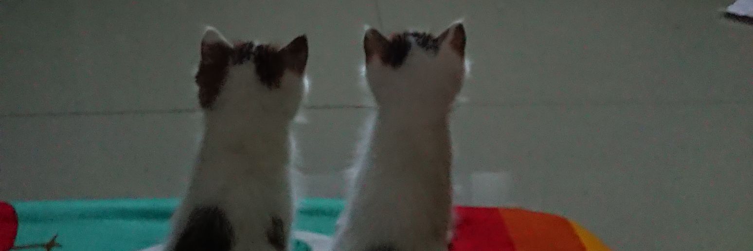 PraptoDw's profile banner image