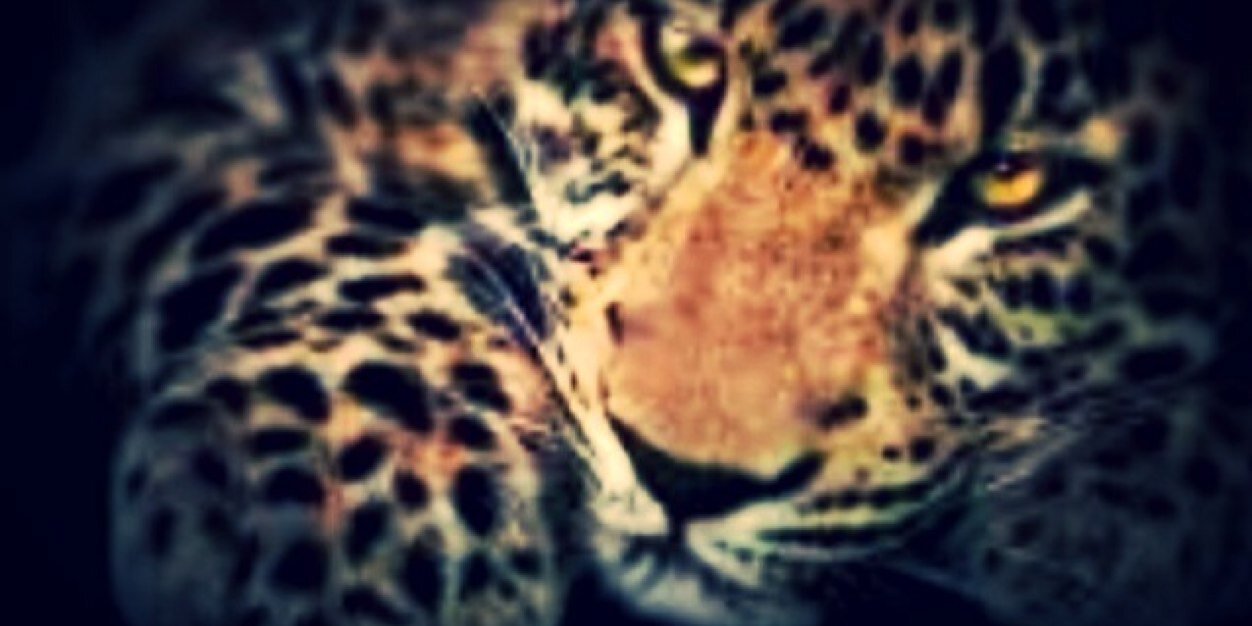 _MsQueenieBoo's profile banner image