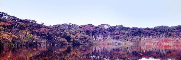 bungafebria_'s profile banner image