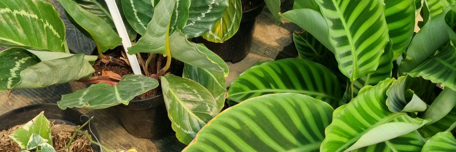 yukevai's profile banner image