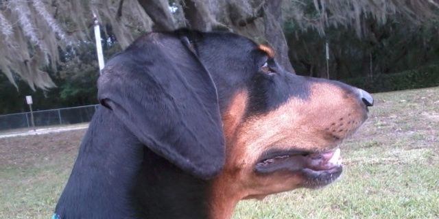 packleader66's profile banner image