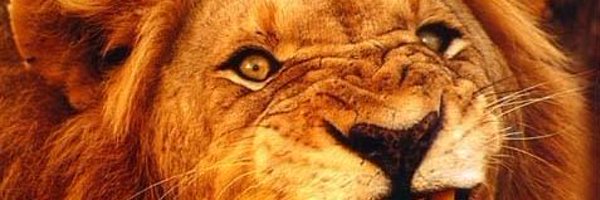 _henrock Profile Banner