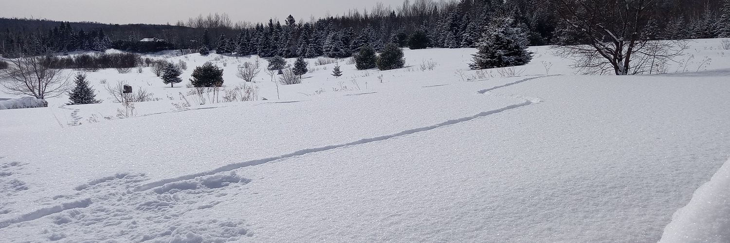 luc robinette banner