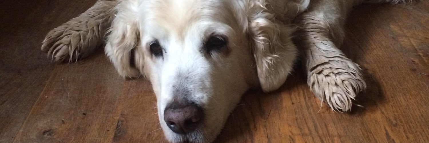 MerryckDog's profile banner image