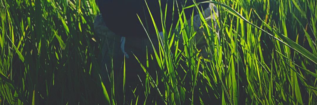 rogueherodotus's profile banner image