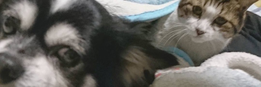 shonansoul's profile banner image