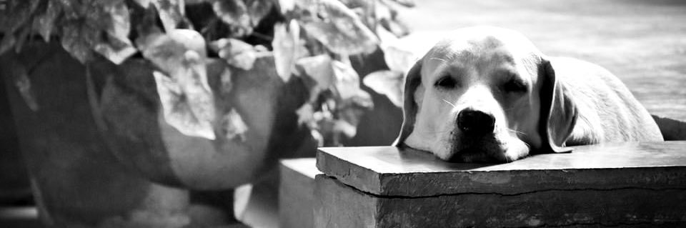 shaileshverse's profile banner image