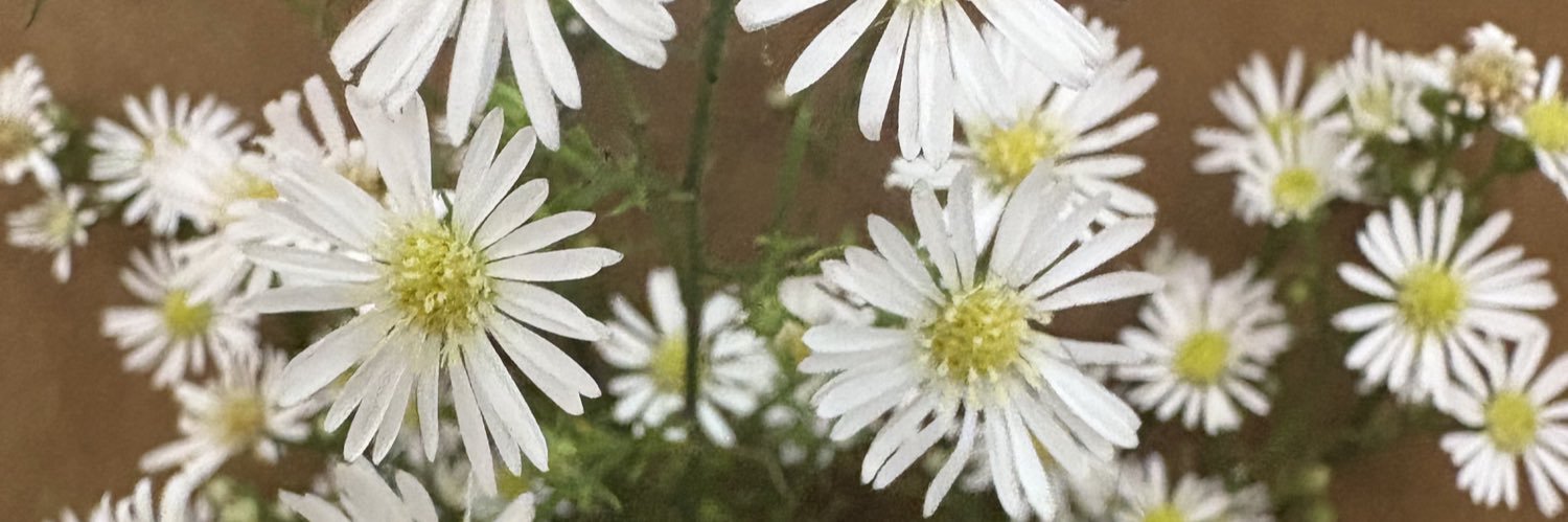 pammpers's profile banner image