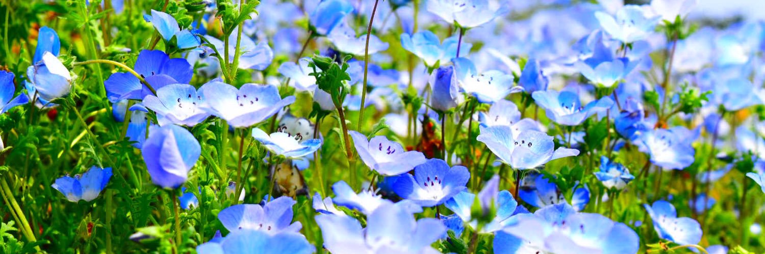 r_inami's profile banner image