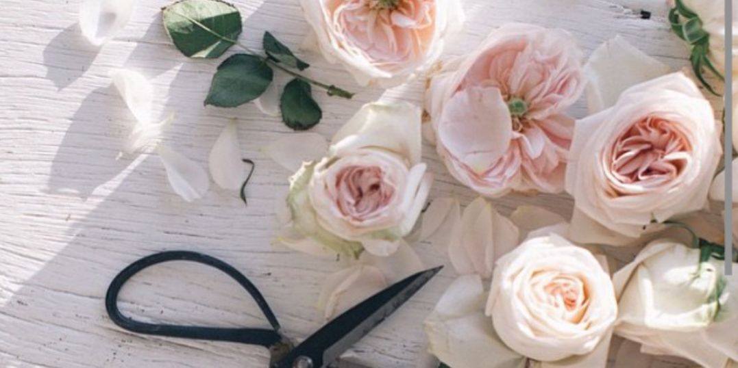 mylittlelien's profile banner image