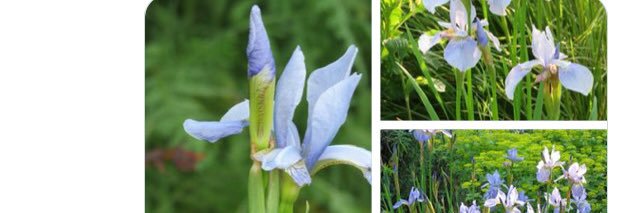 Geraldine McQuaile banner