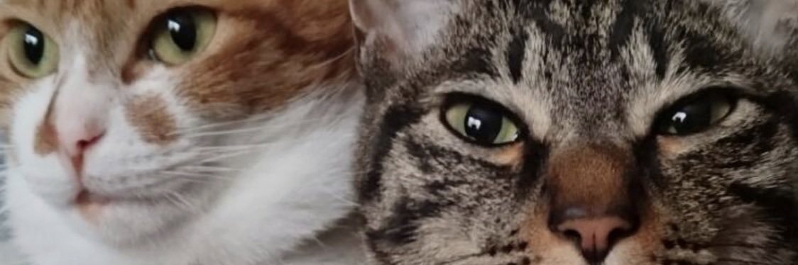 marronsaki's profile banner image