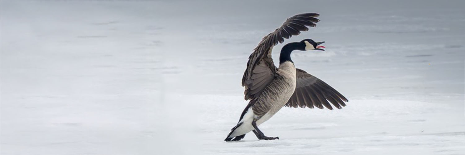 Michael Zajac 🇨🇦 🇺🇦 banner