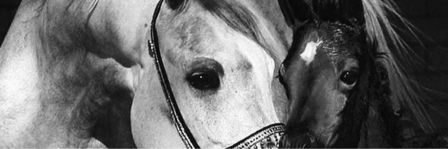 algrooni7's profile banner image