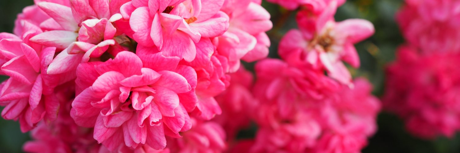 y_ma4's profile banner image