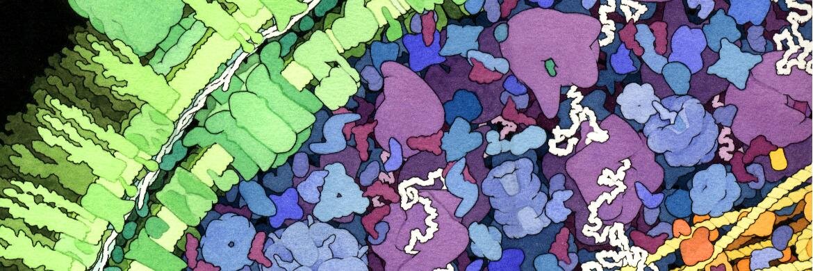 Alexander Junge banner