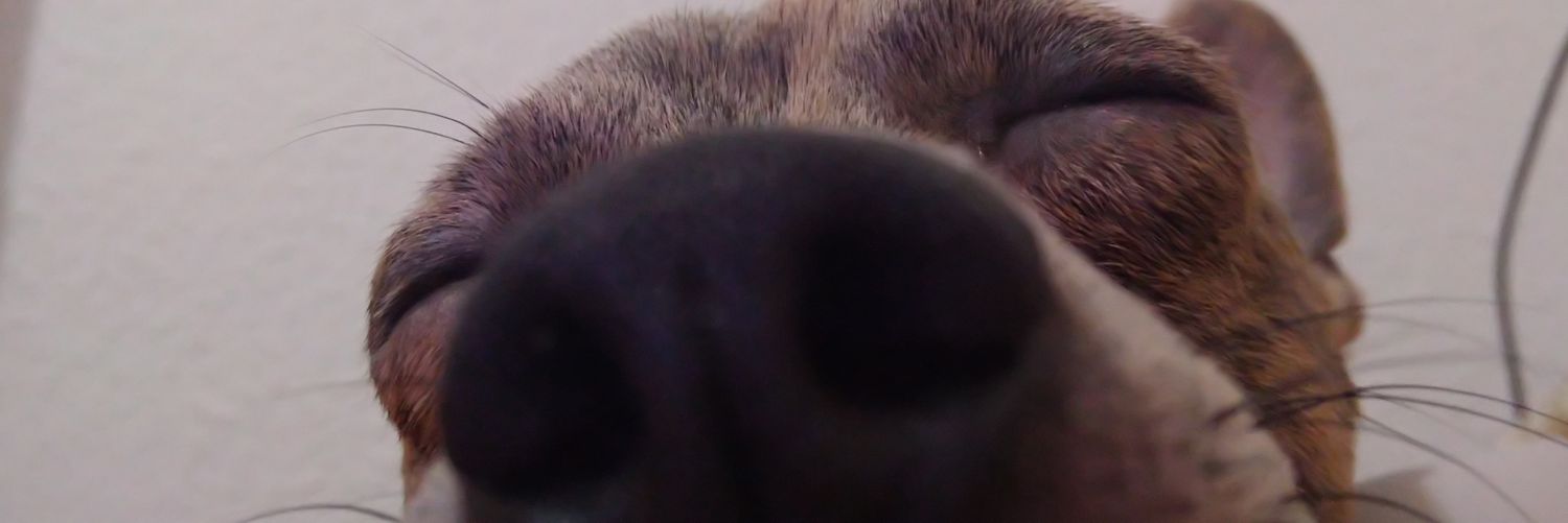 Lucia_fdm's profile banner image