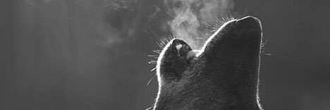 ali_acar06's profile banner image