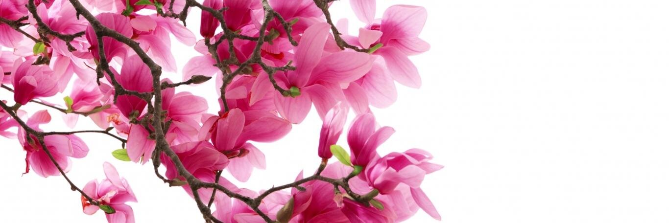 CelebrationsA's profile banner image