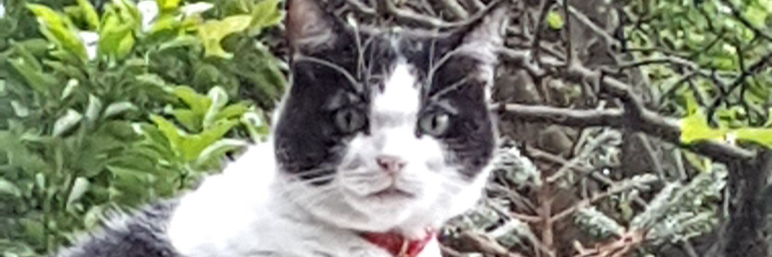 Richard Lambert banner