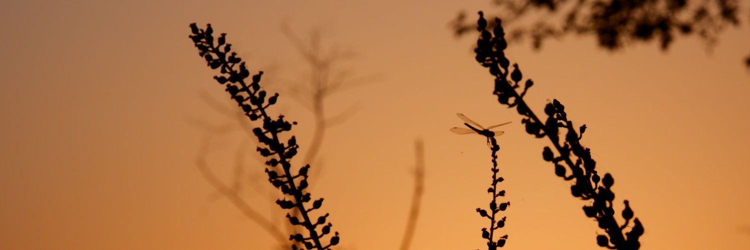 roushan84's profile banner image