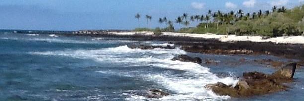 Chelsie Savage banner