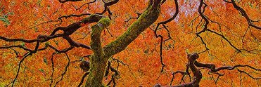roymallatt's profile banner image