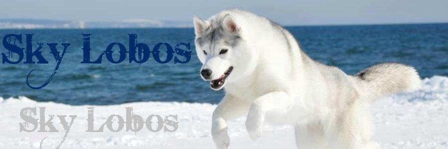 wilbinosky's profile banner image