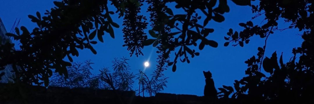 salgadoe0's profile banner image
