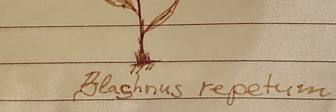 Blažena Repca banner