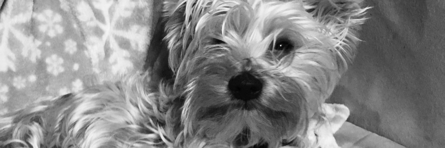 grumpygige's profile banner image